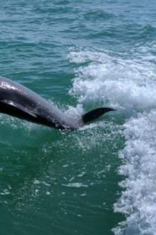 Tampa Bay: Dolphin Shelling Snorkeling Cruise - An Unmissable Marine Wildlife Experience in Tampa Bay
