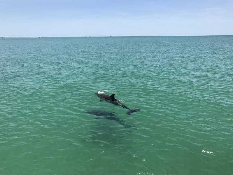 Tampa Bay: Dolphin Shelling Snorkeling Cruise - The Sum Up: Perfect for Wildlife and Shelling Enthusiasts