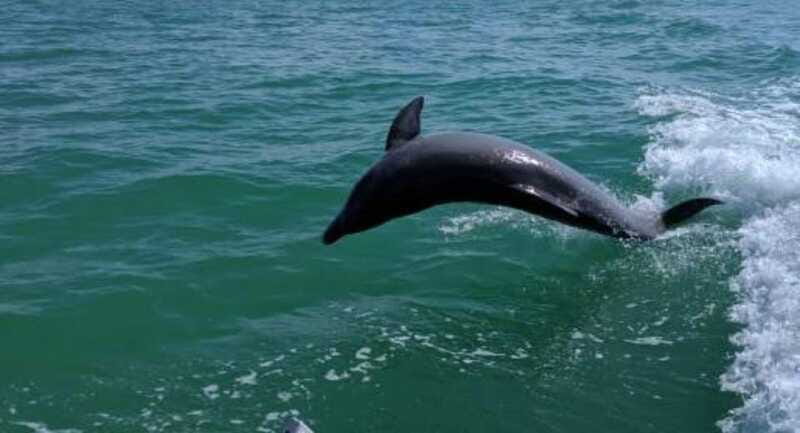 Tampa Bay: Dolphin Shelling Snorkeling Cruise - Frequently Asked Questions