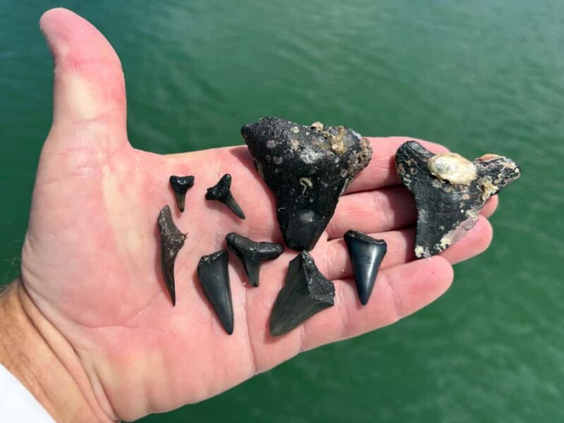 Tampa Bay: Private Sunrise Dolphin & Island Cruise - Who Will Appreciate This Tour Most