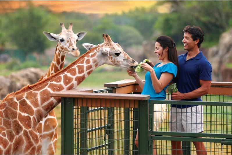 Tampa Bay: Serengeti Safari Tour - Tampa Bay: Serengeti Safari Tour - An Up-Close Wildlife Encounter in Florida