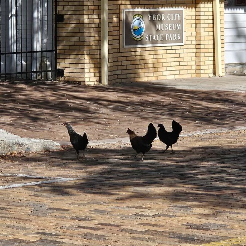 Tampa: Ybor City Food Tour with 5 Local Delicacies Tastings - Deviled Crab: A Crispy Local Favorite