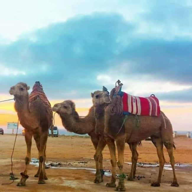 Tangier: Day Trip from Tarifa To Tanger { camel ride - Shopping and Free Time at Tangier Markets