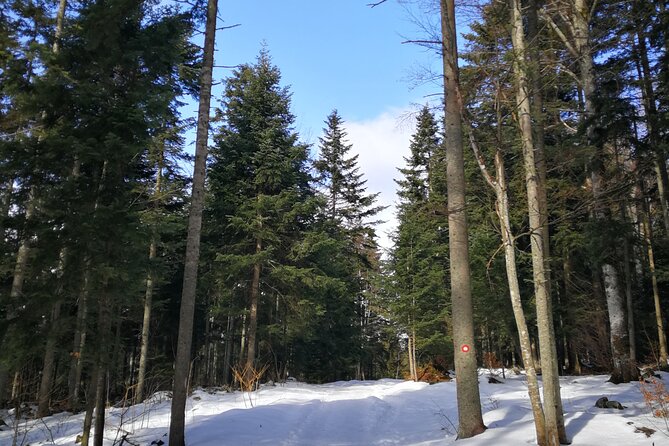 Tara National Park and Drina River House - Considerations and Limitations