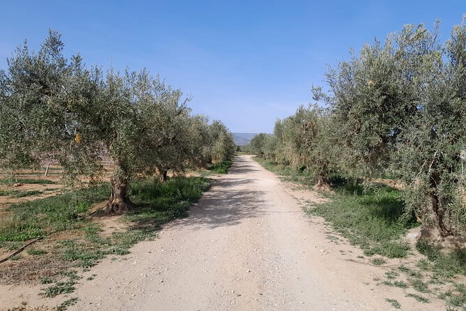 Tarragona: History & Olive Oil tasting from Barcelona - Logistics and Practical Details