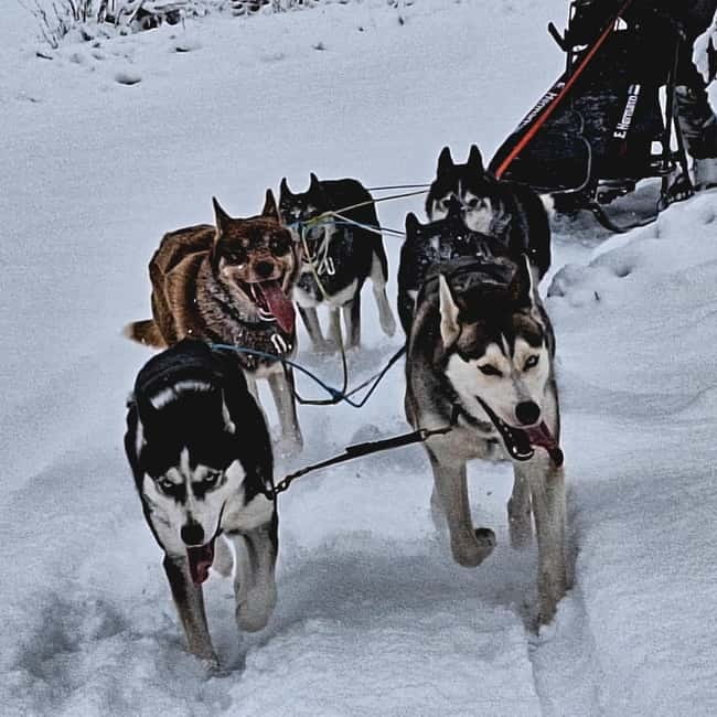 TARTU COUNTRY: SLED DOG TOUR AND KENNEL VISIT - How the Tartu County Sled Dog Experience Operates