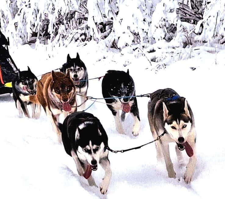 TARTU COUNTRY: SLED DOG TOUR AND KENNEL VISIT - The Sled Dog Ride and Dog Walk Experience