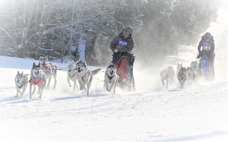 TARTU COUNTRY: SLED DOG TOUR AND KENNEL VISIT - What to Expect After the Ride
