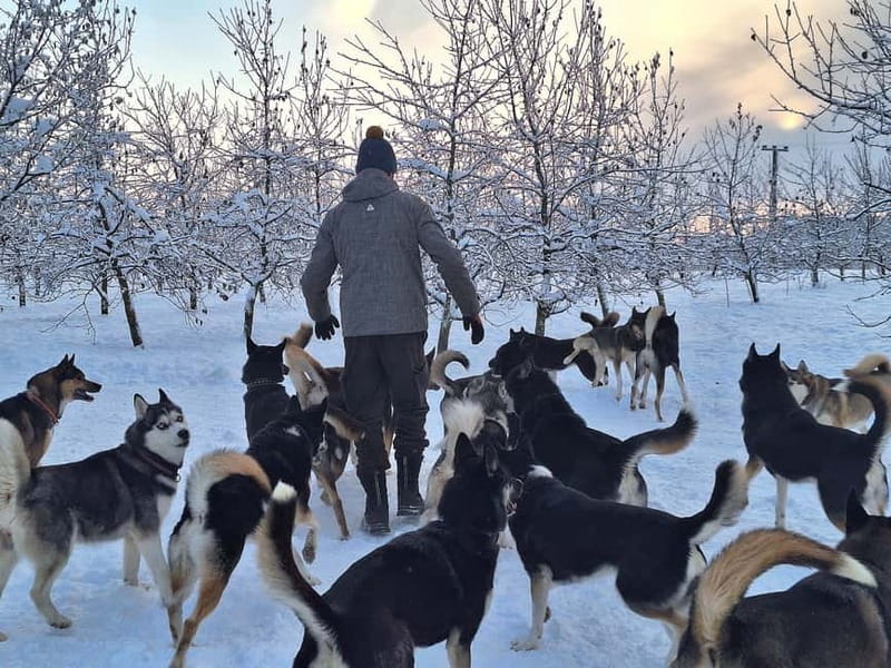 TARTU COUNTRY: SLED DOG TOUR AND KENNEL VISIT - Booking and Practical Information