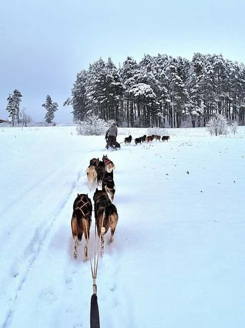 TARTU COUNTRY: SLED DOG TOUR AND KENNEL VISIT - Comparing Similar Experiences in Estonia