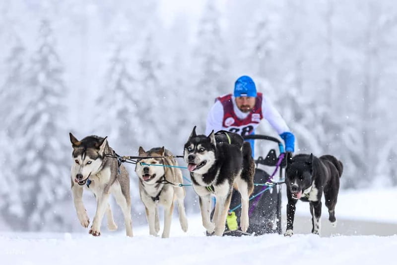TARTU COUNTRY: SLED DOG TOUR AND KENNEL VISIT - Who Will Love the Tartu Sled Dog Tour?