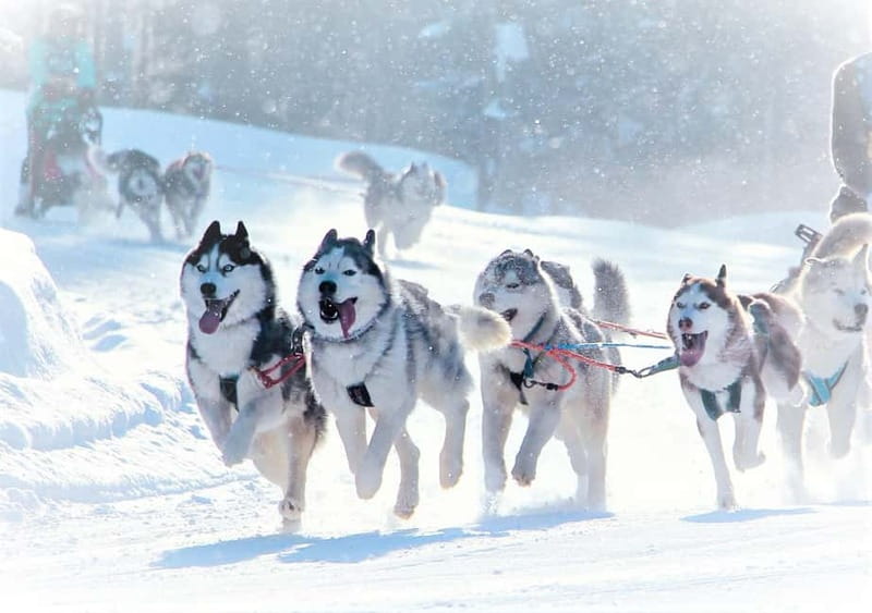 TARTU COUNTRY: SLED DOG TOUR AND KENNEL VISIT - Frequently Asked Questions