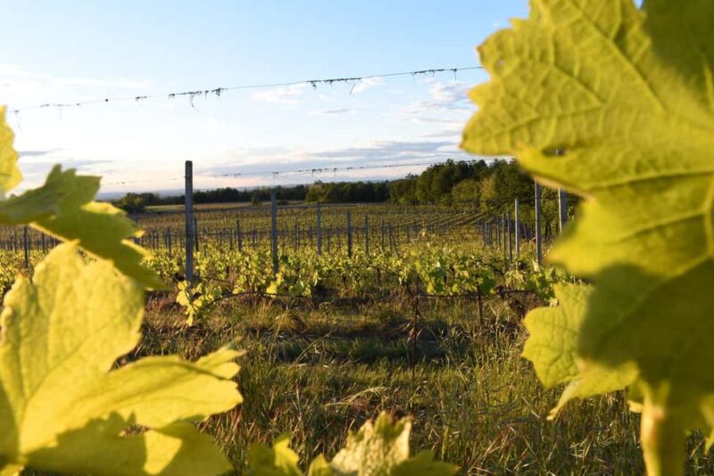 Tassarolo: Guided Cellar Tour and Wine Tasting - The Significance of Biodynamic Winemaking