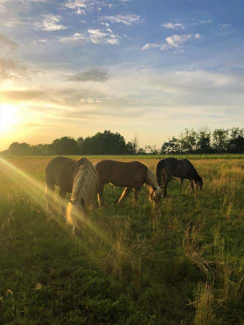 Tassarolo: Guided Cellar Tour and Wine Tasting - What Sets This Tour Apart From Others