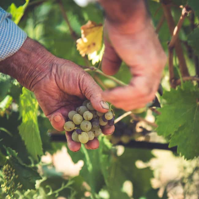 Taste Gallura: Try our products and discover our winery. - Taste Gallura: A Short but Flavorful Winery Experience in Sardinia