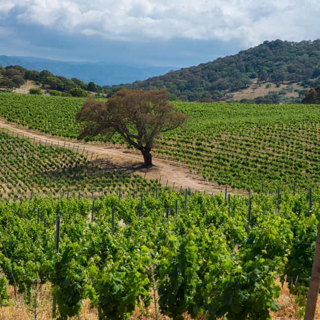 Taste Gallura: Try our products and discover our winery. - Key Points