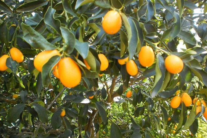 Taste of Corfu Town - Key Points