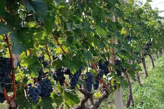 TASTE OF MONTENEGRO - Gastro Tour of Montenegrian Wine and food - Scenic Drive Through Boka Bay Offers Breathtaking Views