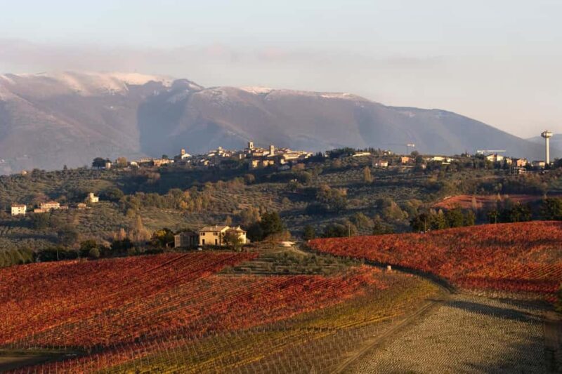 Tasting and tour of the winery - Discovering the Umbrian Hills and the Winery Setting