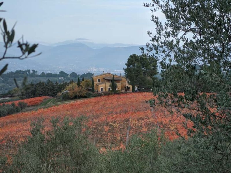Tasting and tour of the winery - The Experience of a Guided Tour in Multiple Languages