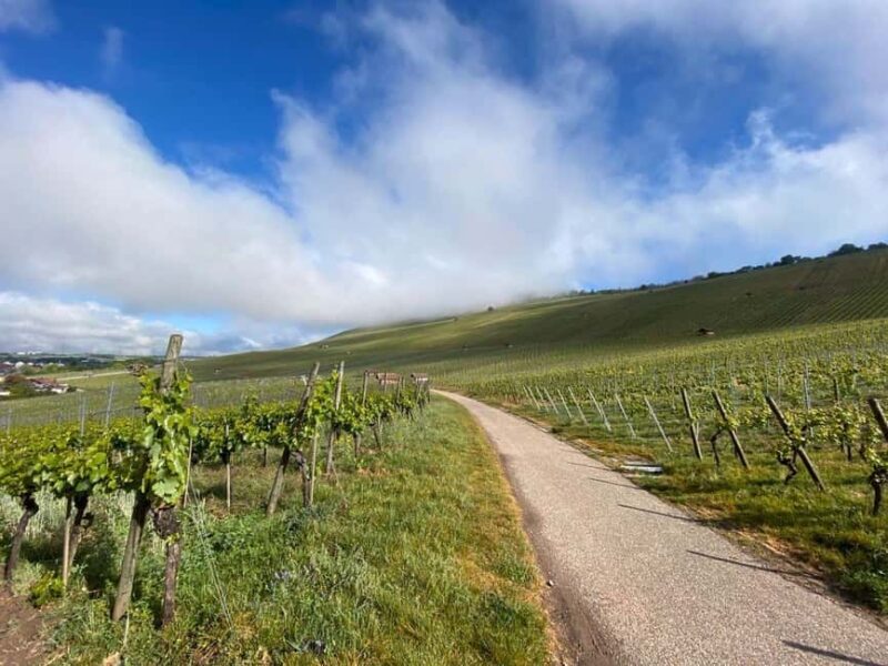 Tasting of 4 non-alcoholic drinks & bread + discount on 1 bottle - The Venue: Bernhard Ellwangers Wine Shop