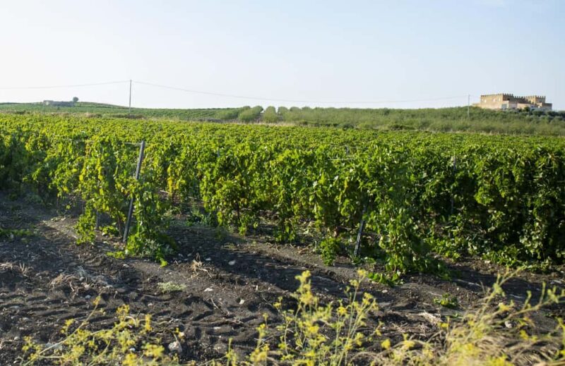 Tasting of EVO Wines and Oil in the countryside of Agrigento - Discover the Tasting of EVO Wines and Oil in Agrigento’s Countryside