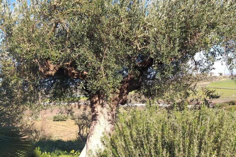 Tasting of EVO Wines and Oil in the countryside of Agrigento - Inside the Winery: From Ancient Tanks to Modern Equipment