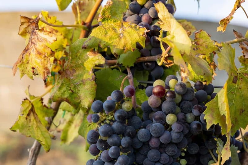 Tasting of EVO Wines and Oil in the countryside of Agrigento - Experiencing Nero di Cicco: From Barrel to Glass