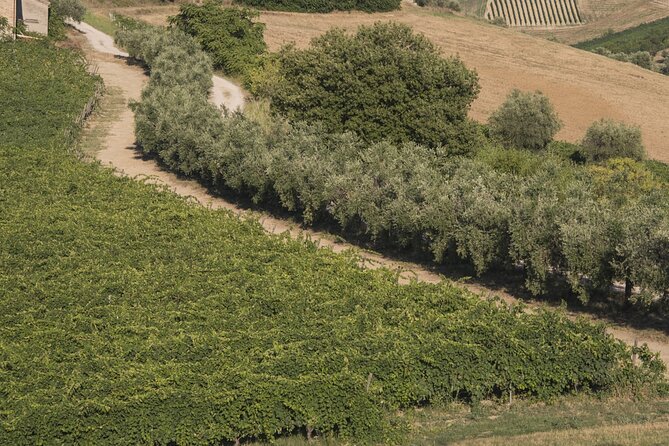 Tasting of Rosso Piceno DOC Superiore - Villa Pigna winery - Introduction to the Villa Pigna Rosso Piceno DOC Superiore Tasting