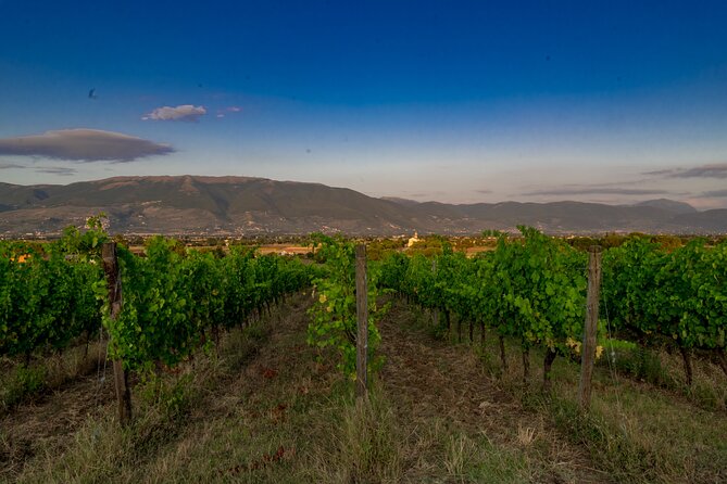 TASTING Selection of 3 wines in Montefalco - Bocale Vini’s Commitment to Organic and Artisanal Practices