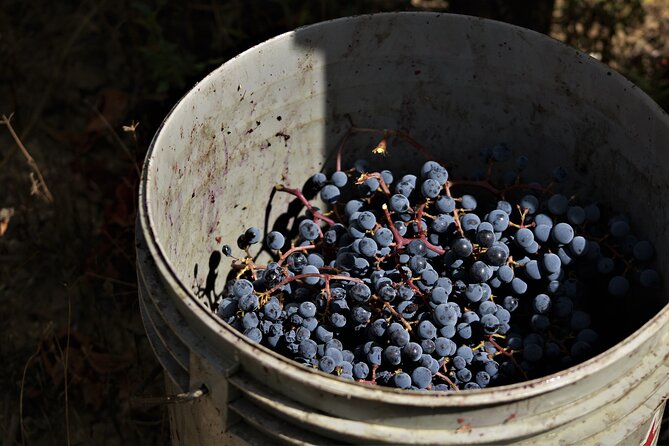 Tasting Selection of 4 wines in Montefalco - Location and Logistics: Meeting at Azienda Agricola Bocale