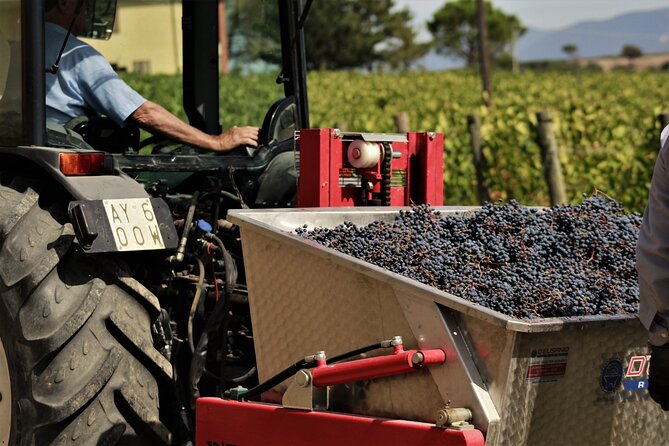 Tasting Selection of 4 wines in Montefalco - Booking and Cancellation Details