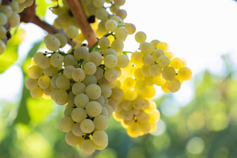 Tastings - Key Points