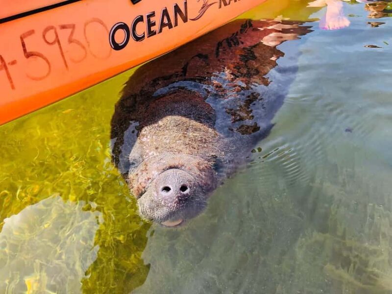 Tavernier, FL: Mangrove and Manatees Guided Kayak Eco Tour - Paddling through the Mangrove Forests of Tavernier Creek