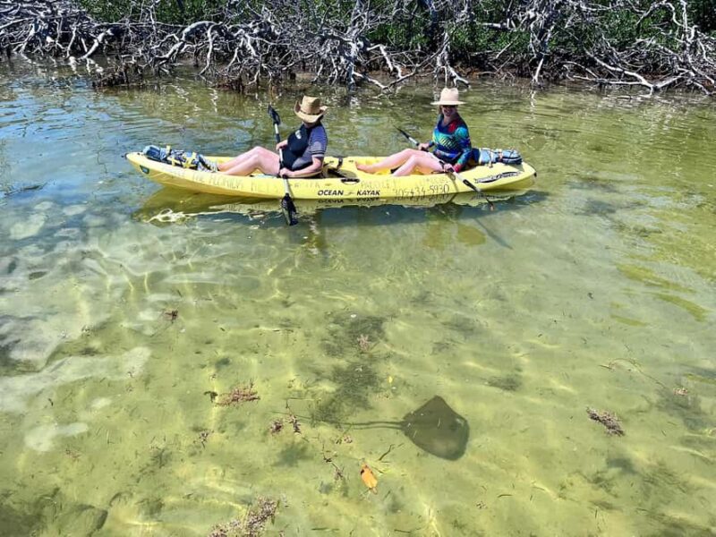 Tavernier, FL: Mangrove and Manatees Guided Kayak Eco Tour - Wildlife You Can Expect to See