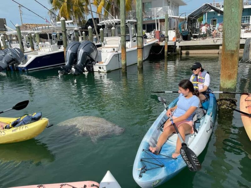 Tavernier, FL: Mangrove and Manatees Guided Kayak Eco Tour - Timing and Flexibility With Morning and Afternoon Tours