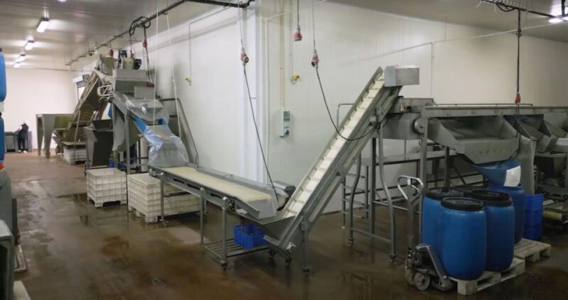 Tavira: Olive Experience with Factory Tour and Tasting - Accessibility and Practical Tips for Visitors