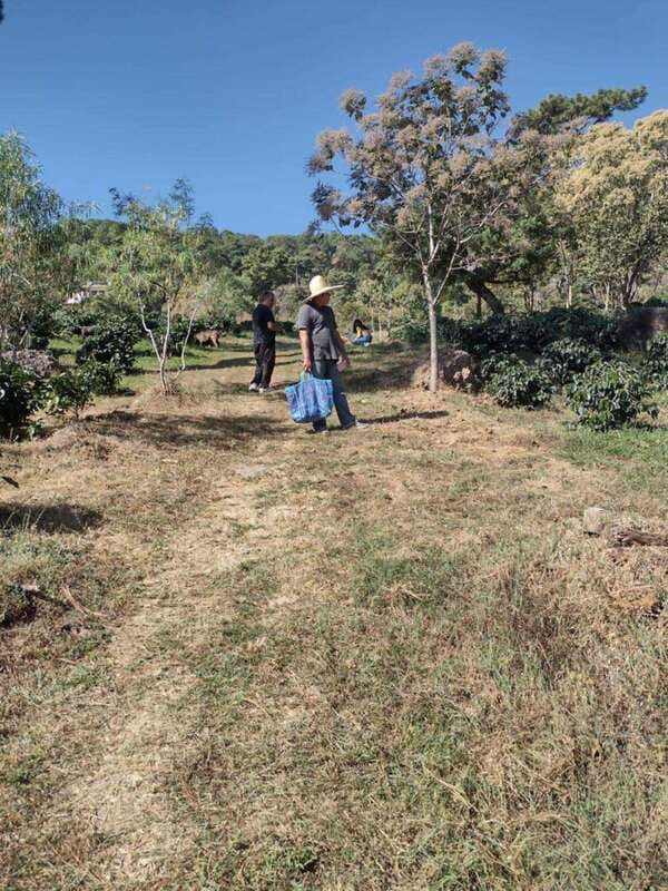 Taxco: Organic Coffee Garden Experience - Key Points