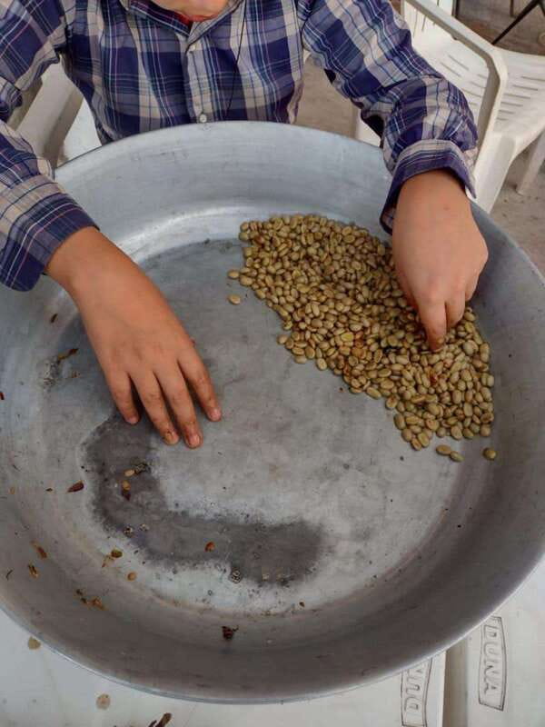 Taxco: Organic Coffee Garden Experience - The Process of Coffee from Cherry to Roast
