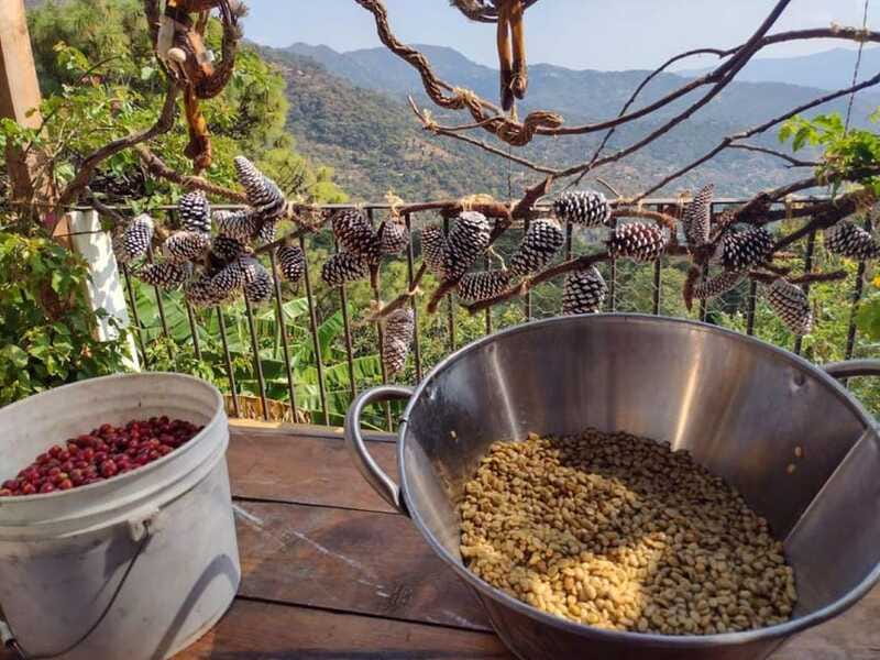 Taxco: Organic Coffee Garden Experience - Value and Overall Experience