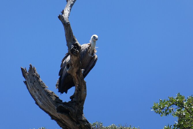 Taxi boat Kormat - Explore Krk Island from the Water with Taxi boat Kormat