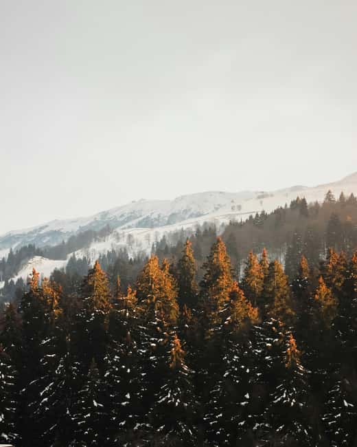 Tbilisi: Bakuriani New Years Eve Overnight Tour - Discover a Festive Escape to Bakuriani for New Year’s Eve