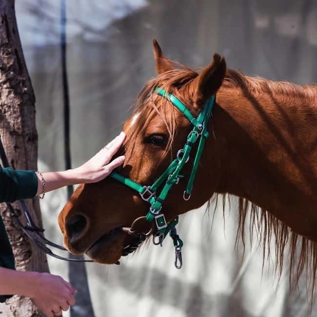 Tbilisi: Kakheti Horse Riding, Wine Tasting, and Cooking - Explore Kakheti on Horseback with Stunning Mountain and Valley Views