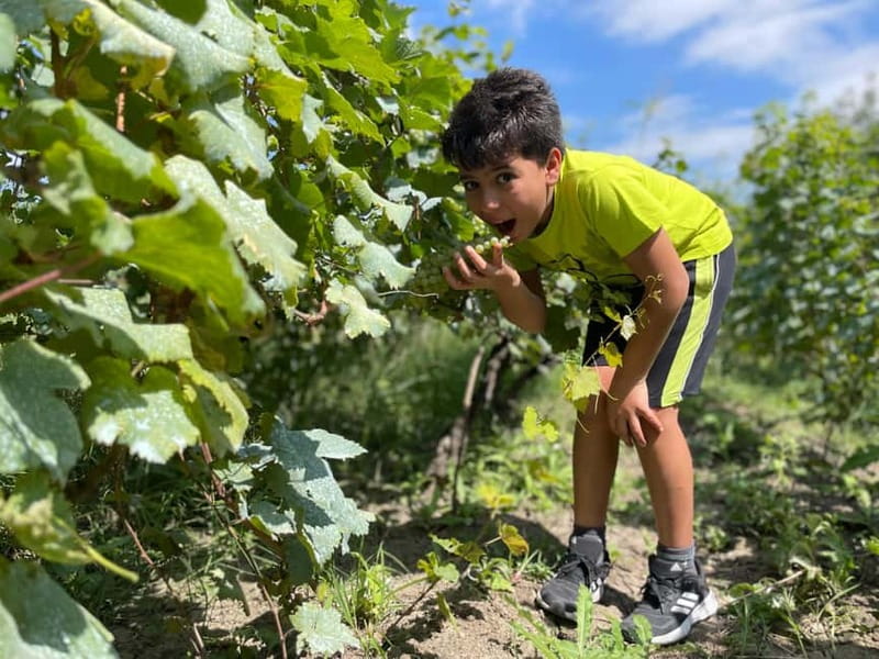 Tbilisi: Kakheti Private Wine Tour with Family Lunch - Exploring the House-Museum of Chavchavadze
