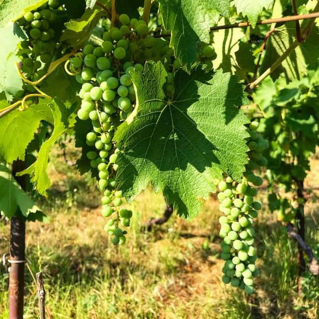 Tbilisi: Kakheti Signagi Telavi Alaverdi Full-Day Tour - Visiting Telavi, the Heart of Kakheti