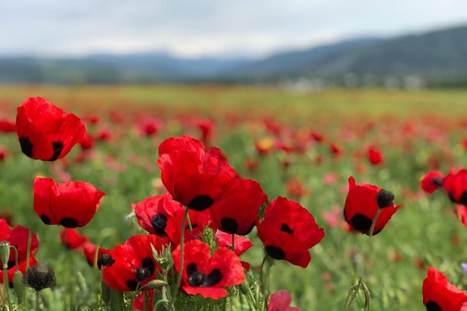 Tbilisi & Mtskheta bus tour hop on hop off - Starting Point in Tbilisi and the First City Highlights