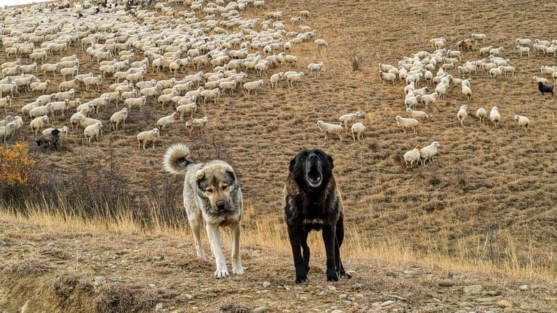 Tbilisi: Real Adventure  Gareja & Rainbow Desert 4x4 + Hike - What Makes This Tour a Special Choice