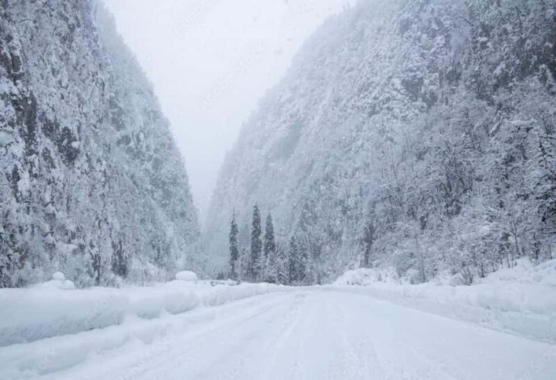 Tbilisi: Sabaduri Forest & Chronicles Tour With Wildlife - Key Points