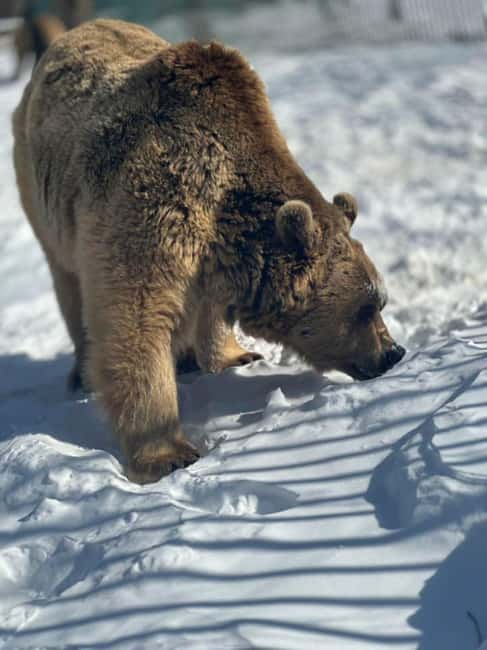 Tbilisi: Sabaduri Forest & Chronicles Tour With Wildlife - Wildlife Spotting: Bears and Other Animals