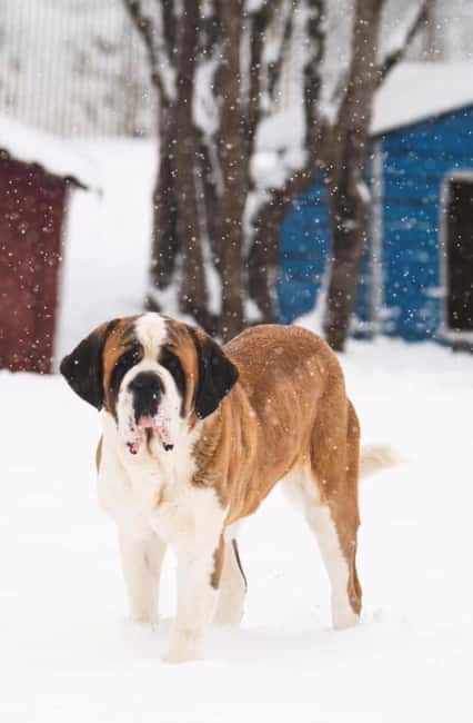 Tbilisi: Sabaduri Forest & Chronicles Tour With Wildlife - Languages and Guides: Personalized and Informative